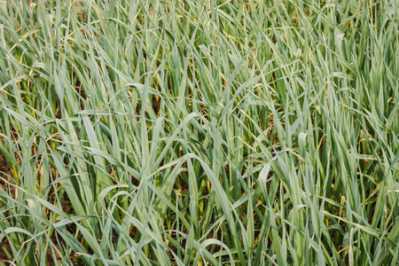 Fresh garlic leaves growing in the gardenの写真素材
