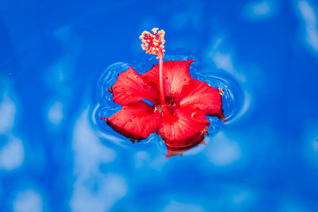 Red Flower Floating on the blue Water ,Backgroundの写真素材