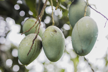 Closeup of green mango hanging in the Himalayas ,mango field,mango farm. Agricultural concept,Agricultural industry concept.の写真素材