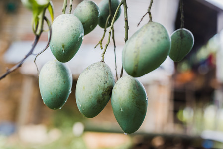 Closeup of green mango hanging in the Himalayas ,mango field,mango farm. Agricultural concept,Agricultural industry concept.の写真素材