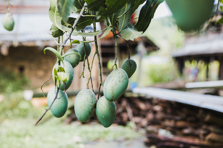 Closeup of green mango hanging in the Himalayas ,mango field,mango farm. Agricultural concept,Agricultural industry concept.の写真素材