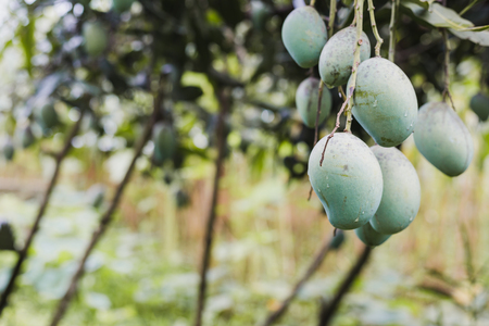Closeup of green mango hanging in the Himalayas ,mango field,mango farm. Agricultural concept,Agricultural industry concept.の写真素材
