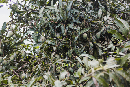Closeup of green mango hanging in the Himalayas ,mango field,mango farm. Agricultural concept,Agricultural industry concept.の写真素材