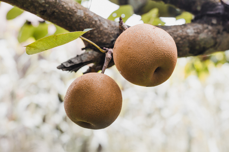 Organic Ripen Nashi Pears ready to pick in the himalayas,Gorkha Nepalの写真素材