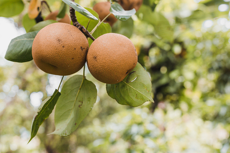 Organic Ripen Nashi Pears ready to pick in the himalayas,Gorkha Nepalの写真素材