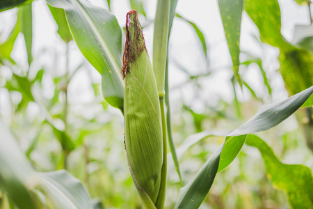 Close up of Corn Field in the mountain.Corn field in the harvesting time.Gorkha Nepal.の写真素材