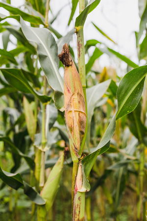 Close up of Corn Field in the mountain.Corn field in the harvesting time.Gorkha Nepal.の写真素材