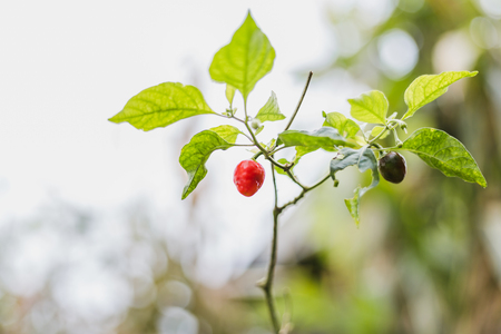 Chilli tree.Read and green Chilli paper with leaves in the organic farm of himalayas.Gorkha Nepal.の写真素材