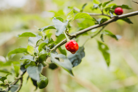Chilli tree.Read and green Chilli paper with leaves in the organic farm of himalayas.Gorkha Nepal.