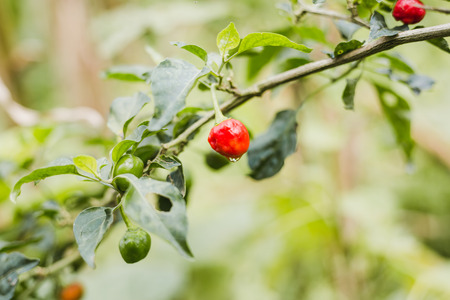 Chilli tree.Read and green Chilli paper with leaves in the organic farm of himalayas.Gorkha Nepal.の写真素材