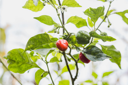 Chilli tree.Read and green Chilli paper with leaves in the organic farm of himalayas.Gorkha Nepal.の写真素材
