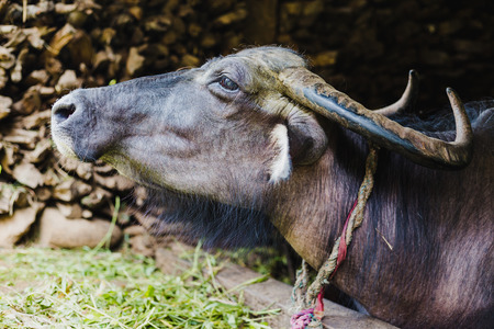 Cute domestic asian buffalo at buffalo shed in rural village of Gorkha Nepal. Buffalo in a shed.の写真素材