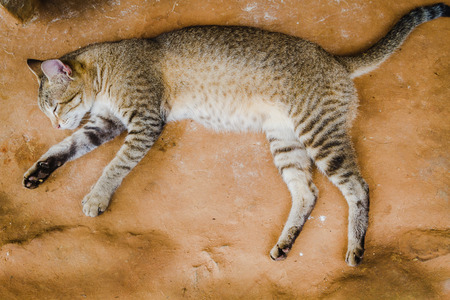 Close up portrait of a cute domestic grey sleeping cat in the rural village of Nepal.の写真素材