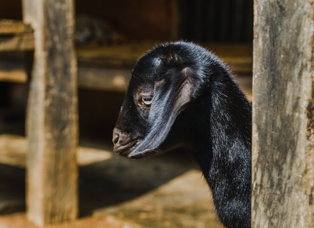 Cute small baby black goat in the rural village of Nepal.の写真素材