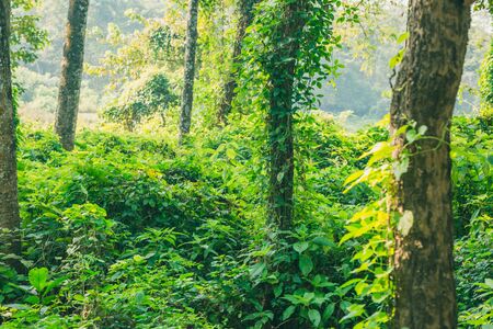 Dense Jungle,Subtropical dense forest of Nepal.Tropical Rain forest pattern or background.の写真素材