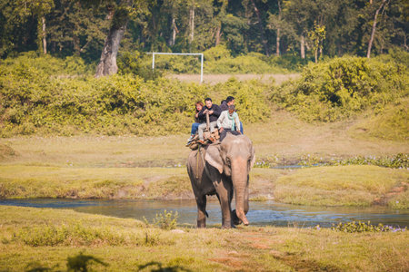 Chitwan,Nepal - Oct 23,2018: Elephant Safari,Group of  Tourists riding on Elephant for jungle safari...