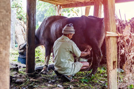 Kathmandu, Nepal - October 19, 2018 : Man Milking a buffalo in the rural village of Nepal.Nepali Rural Village Lifeのeditorial素材