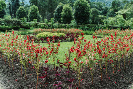 Garden view with multi colored blooming flowers and trees, Stylish Gardening design ideas.の写真素材