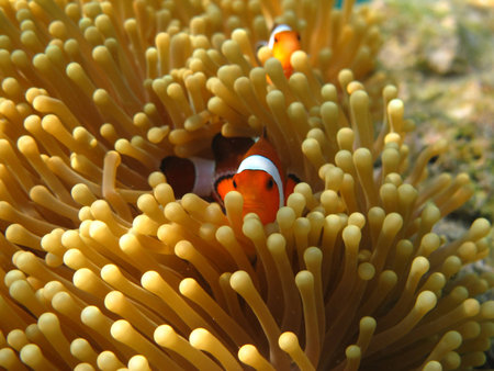 Crownfish or Anemonefish, well known as Nemo, in Sea Anemoneの写真素材