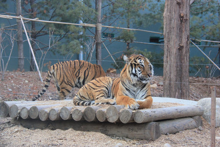 Tigers are relaxing on the ground.