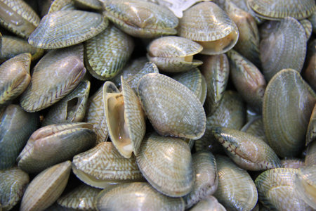 Fresh Clam at a Market