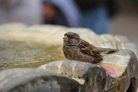 Adorable Little Brown Sparrow standing at a fountainの写真素材