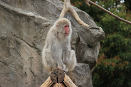 Little Monkey at a Zooの写真素材