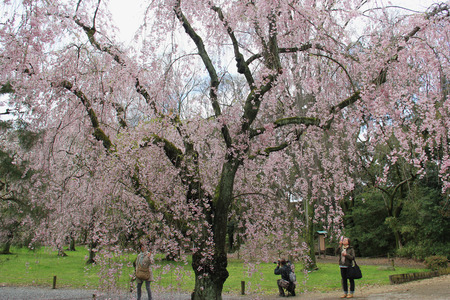 Kyoto, Japan - April 11, 2015: Tourists are taking photos of cherry blossom tree at Nijo Castle, a flatland castle in Kyoto, Japan.のeditorial素材
