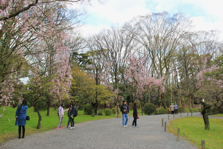 Kyoto, Japan - April 11, 2015: Tourists are taking photos of cherry blossom tree at Nijo Castle, a flatland castle in Kyoto, Japan.のeditorial素材