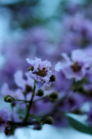 Trendy violet flower in a winter time in a park and space for write wording, fresh beautiful flower...