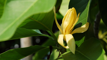 White Champaka flower on the tree and space for write wording, popular good smell flower in Thailand and Asian country for making merit in Buddhist religionの写真素材