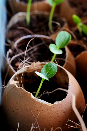 Planting of young papaya tree in used egg shell, clever idea of making use of recycled materials that good for economic and global saving, avoid pollution problem, with space for write wordingの写真素材