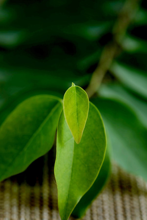 Star gooseberry, sour herbal fruit, cold and allergy treatment, local sour tropical fruit for mixing and making many kinds of Thai food, popular fruit for pregnant and women, sold in marketの写真素材