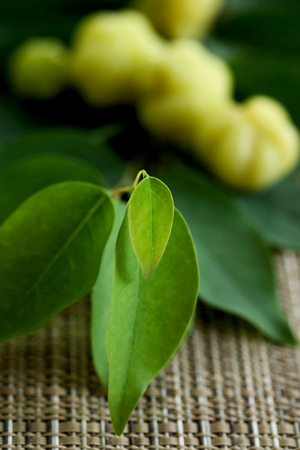 Star gooseberry, sour herbal fruit, cold and allergy treatment, local sour tropical fruit for mixing and making many kinds of Thai food, popular fruit for pregnant and women, sold in marketの写真素材