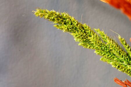 Texture of decoration dry colored grass flower on blue background and space for write wording, popular decoration on house and coffee shop, High risk of allergy illness from dust and pollenの写真素材