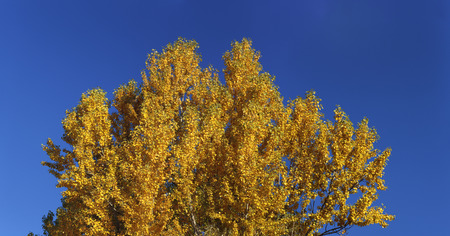 Yellow leaves at autumn forestの写真素材
