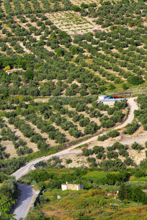 Landscape, olive groves, Ubeda, Andalusia, Spainの写真素材