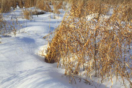 Herbs in winter field, plant, white snow, sunnyの写真素材