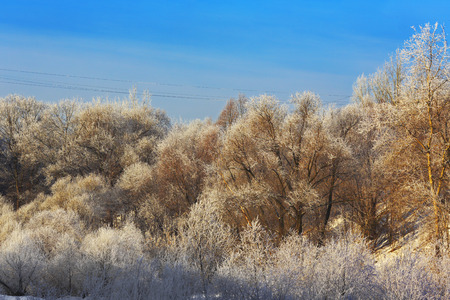 Trees with hoarfrost at winterの写真素材