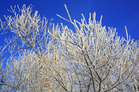 Trees with white hoarfrost at winter, blue skyの写真素材