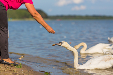 Woman feeding swans in the freshwater lakeの写真素材