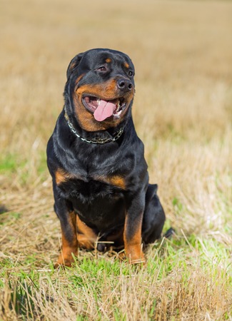 Rottweiler dog on natural background summer fieldの写真素材