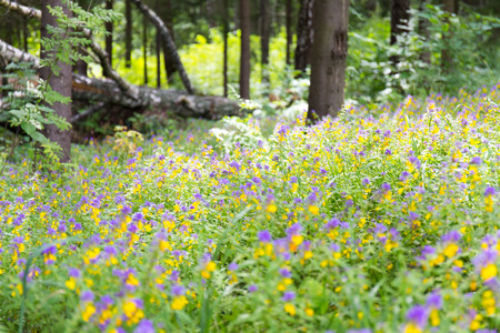 Wild flower and grass in the forest close up viewの写真素材