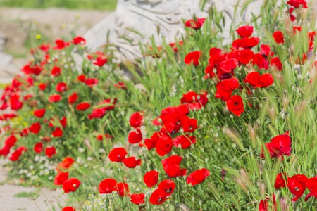 Blooming red poppies flowers on natural backgroundの写真素材