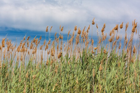 Fluffy grass on the field on cloudy sky backgroundの写真素材