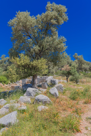 Antique ruins with olive tree country ruralの写真素材