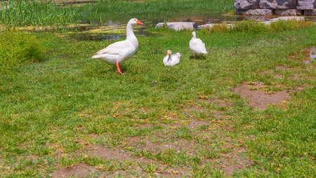 Gooses standing on green grass farm birdの写真素材