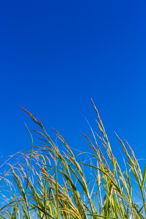 Green grass stems on blue sky backgroundの写真素材