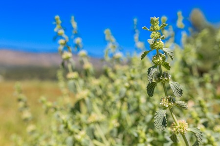 Nettle green stem on natural background greenの写真素材