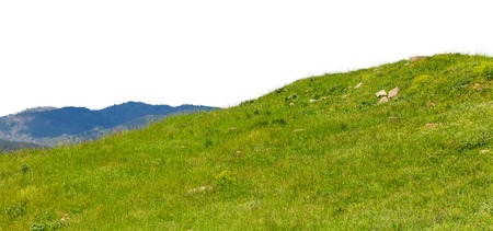 Green hill isolated grass summer natural backgroundの写真素材